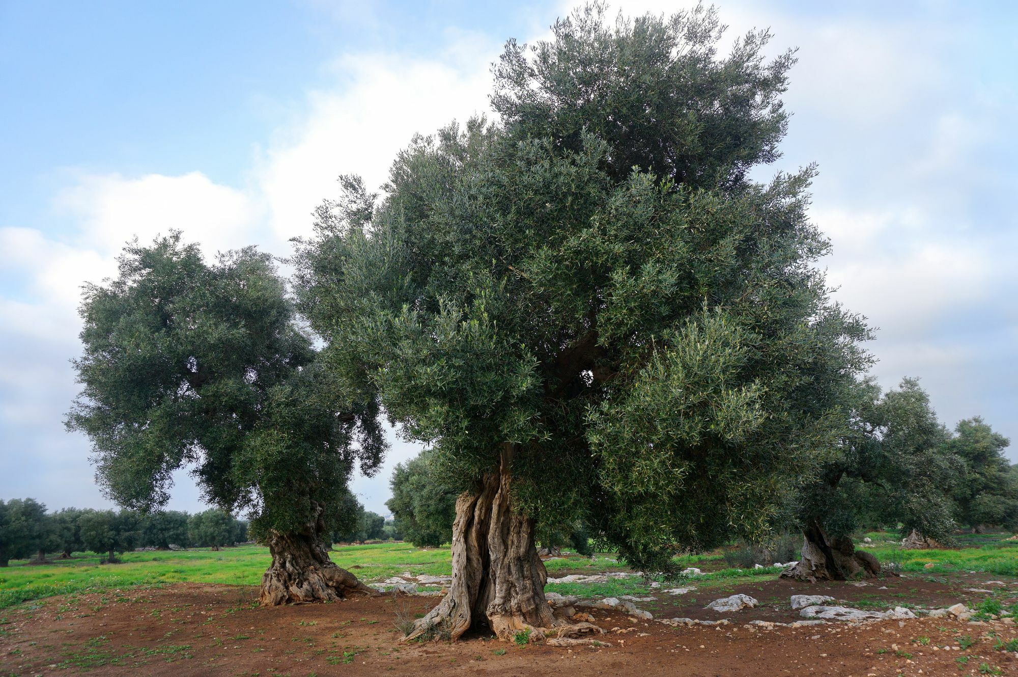Masseria Capece Pezze Di Greco Dış mekan fotoğraf