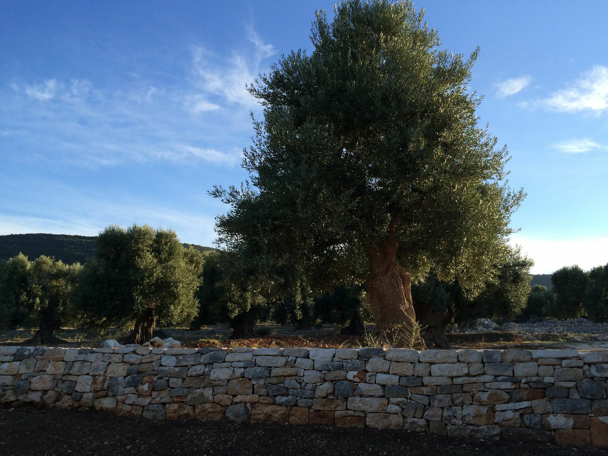 Masseria Capece Pezze Di Greco Dış mekan fotoğraf