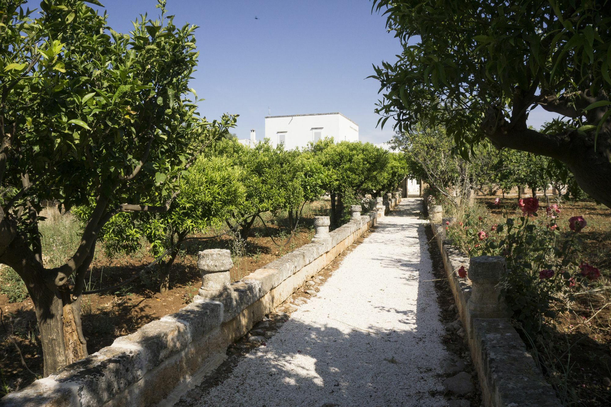 Masseria Capece Pezze Di Greco Dış mekan fotoğraf